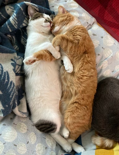 A mostly white mackeral tabby and an orange cat with white socks and bib are snuggled together on a pale blue sofa cover. The cats are stretched out against each other, front paws crossing over each other's bellies and their heads are nestled together. 