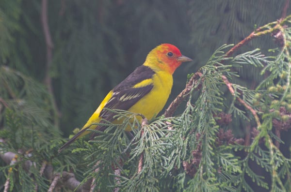 A male Western Tanager sitting in a Western Redcedar. This medium-sized songbird had a bright yellow body, black wings with a few white feathers, and a bright red face. 