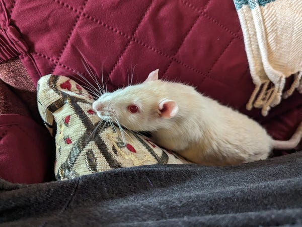 A handsome albino companion rat leans against a pillow 