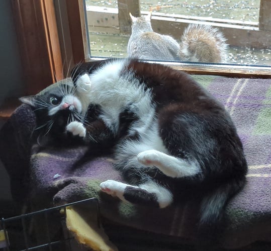 A short haired tuxedo cat is rolling on her side and showing her white belly. Her paws are tucked close and her eyes are focused on the window, where an uninterested gray squirrel is sitting on the other side. She looks a bit deranged.