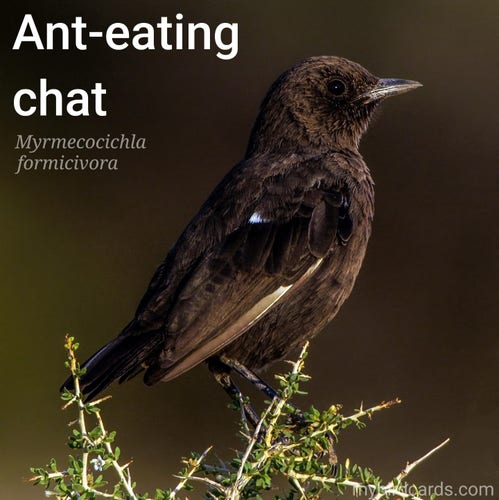 Ant-eating chat or Southern anteater-chat (Myrmecocichla formicivora). Male. Conservation status: Least Concern. CC: DRUY 📷: Photo by LionMountain via Pixabay 2021

The photo shows a striking bird with brown-black plumage and bold white wing patches.