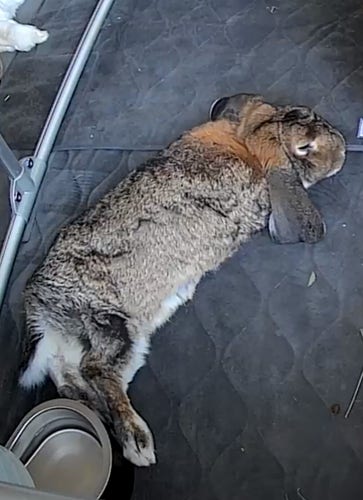 Matilda the bunny lying stretched out, seen from above