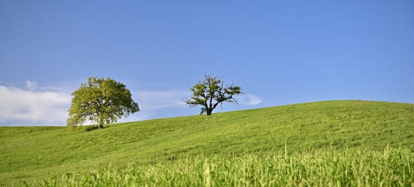 A pair of trees rise from the gently curving horizon line and stand against the blue sky.