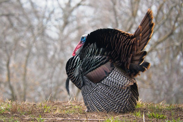 Profile of a strutting gobbler (turkey tom). His striped wing feathers are spread to the ground like a dress, the brown-and-black tail is fanned out to a full wheel, and the metallic black body feathers puffed up to a nearly spherical shape. The head and neck with bright red and blue skin is pulled back against the feathers.