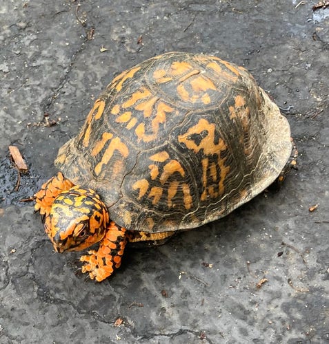 Bright Orange and black Box Turtle in my driveway yesterday.