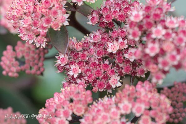Close-up of clusters of small, pink Butterfly Stonecrop flowers with intricate details and a few green leaves visible in the background.