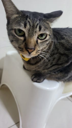 a tabby cat sitting on a stool and looking at the camera