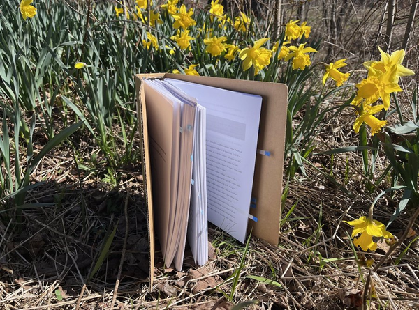 An upright cardboard binder, full of a thick stack of white paper stands upright on the ground. Behind it are bright yellow daffodils.