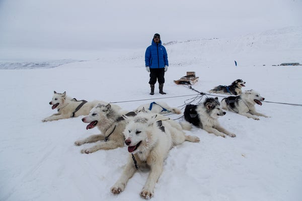 A young man in a blue parka stands behind his team of seven sled dogs with the qamutiq behind him. The dogs are lying on the snow roughly in a V formation with the point of the V closest to the camera. 