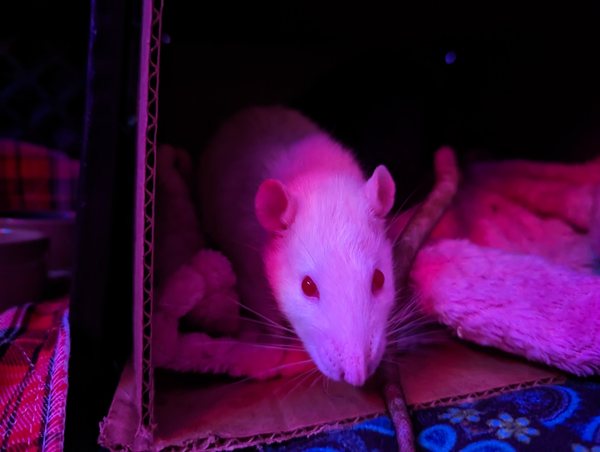 Lionel, a white rat with red eyes, on a blanket in a box, in a room with pink and blue ambient light. He appears with a pink hue in the light.