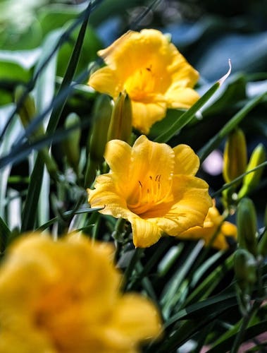 Three small yellow flowers peek out from the dark green foliage with many more buds ready to bloom.