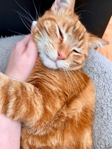 An orange striped tabby smiles as my daughter rubs his cheek. His left forearm is draped over hers as he gives her a hug back. 