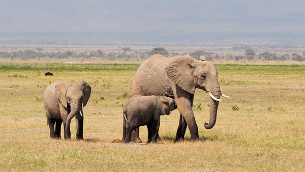 A group of elephants, including one adult and two calves, on a Savannah farm n Amboseli National Park, Kenya. A calf is drinking milk from the adult. 