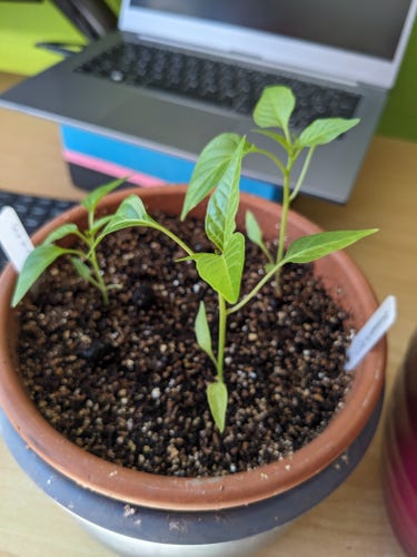 Three small chili plants.