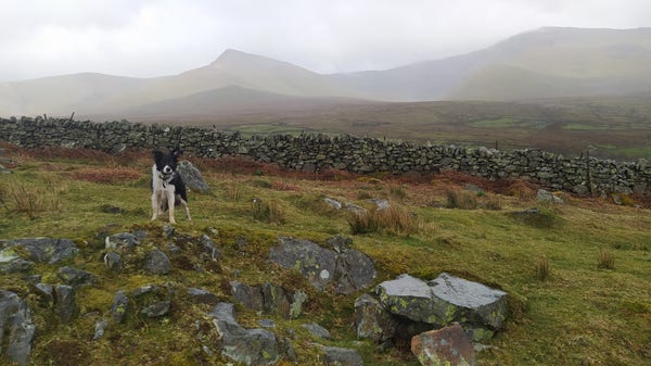 Nettle the collie sstood looking at me in a wet field. Mountains behind are partially obscured by mist and rain. A dry stone wall runs across the image. 