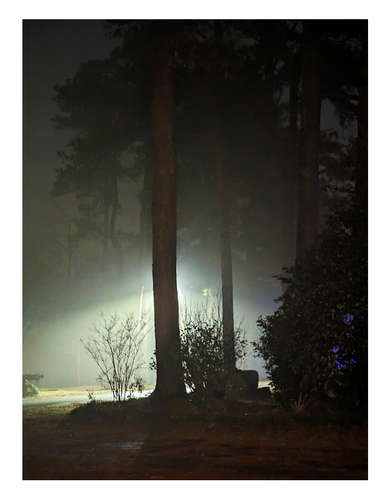 foggy night on a old subdivision street, after a rain. the view from a yard looking across and down the street. the trunk of a tall, mature pine blocks the streetlamp. shrubbery below it are in silhouette.
