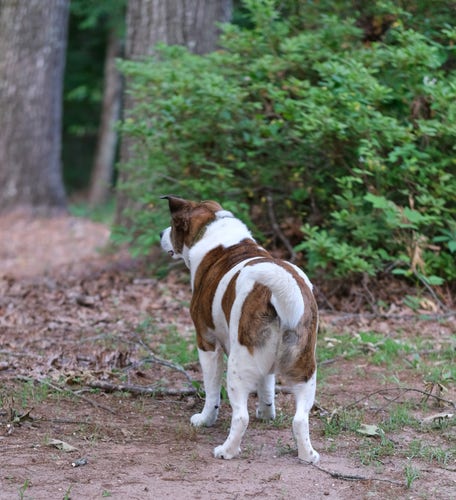 A white and brown dog standing in the yard looking ahead, where tree trunks and bushes are.