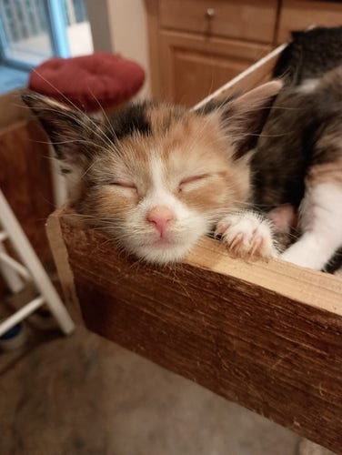 A six week old Calico kitten with a predominantly orange face and a smattering of black spots, with a white muzzle around her pink nose, and a faint thin white stripe running up the middle of her face, sleeping on the top platform of our cat tree, her chin resting on the board running around the outside of the platform.
