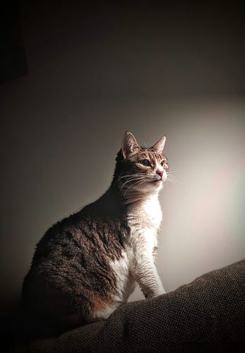 Brown tabby cat with brown/green eyes, white belly , paws, chin and bit of the nose.
The cat is seen from sideways, sitting on a anthracite sofa, making it sunk. 
The light is dramatic , illuminating her face and chest, giving a noir/grey overtone to the photo
