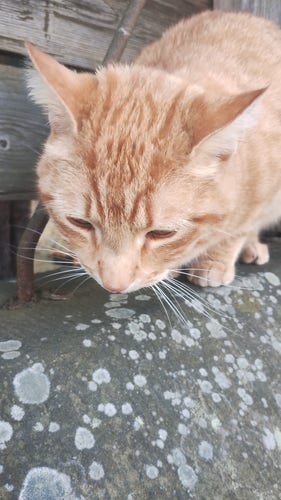 Handsome ginger cat on a garden wall, facing the camera