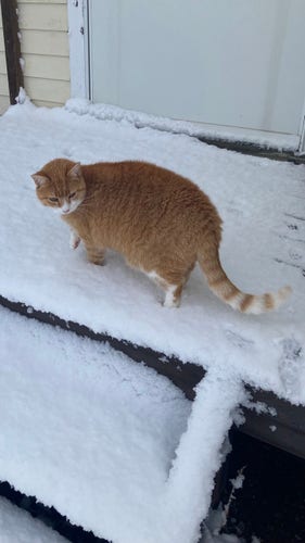 An orange and white cat stands in snow on a small porch.   Snow is about 4 inches deep on the steps.   