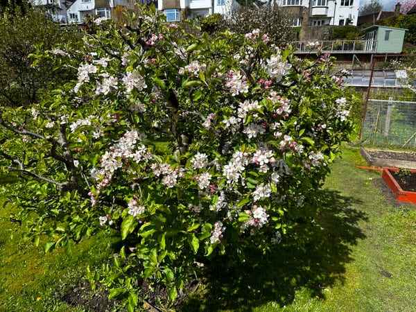 A small apple tree in blossom, the sun is shining. 