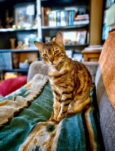 My disillusioned bengal cat Neko sitting on the couch after finding out his mom’s old account was lost due to the instance closing.