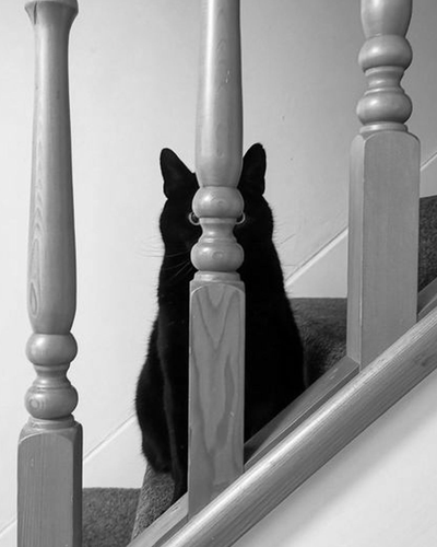 Schwarz-weiss Foto einer Treppe von der Seite. Auf einem Tritt, genau hinter einem Holzpfosten des Geländers, sitzt eine schwarze Katze. Ihre Augen sind links und rechts des Pfostens zu sehen.