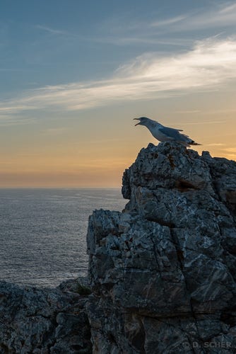 On the jagged crest of a large rock that masks the setting sun, a gull stands in profile and cries out, beak wide open.
The horizon is bathed in the orange hues of the setting sun, under a blue sky streaked with long white clouds.