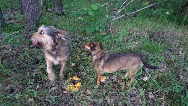 Dwa psy w lesie

Two dogs in  aforest