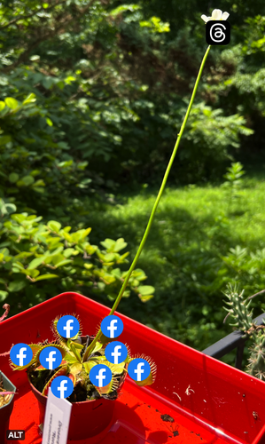 a venus fly trap with many open traps containing facebook logos and a flower stem with the threads logo