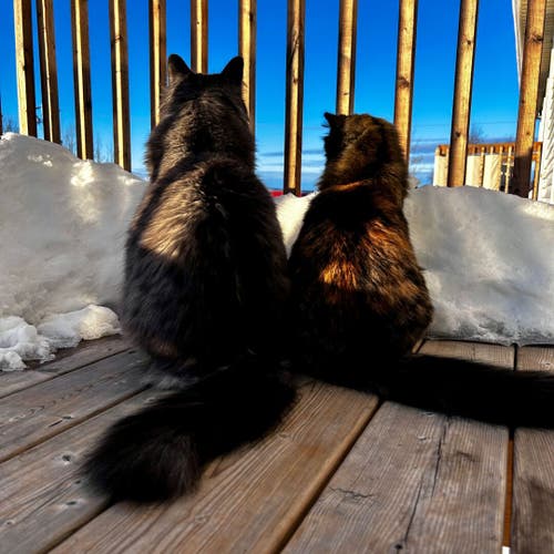 Two long haired cats sitting next to each other, on a balcony, sticking out their heads, looking  outside. There is a small wall of snow acting as a barrier and preventing them from getting too close to the edge. The cat on the left is a grey male. The cat on the right is a tortoiseshell female. There is sunlight and the sky is blue.