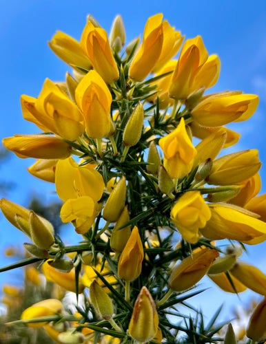 Closeup of a bright yellow gorse flower against blue sky 
