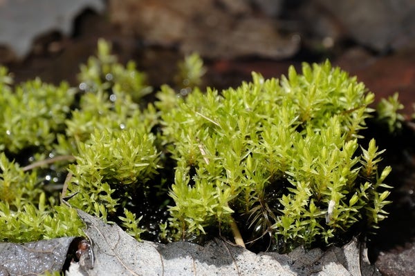 Closeup of green moss at the edge of a shallow puddle. It looks like a dense forest. In the foreground the edges of dried leaves are visible, the background is blurry brown.