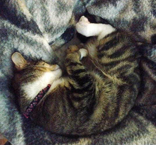 A 1 year old tabby cat is curled up, sleeping on her side on top of her fuzzy grey and white blankets.  Her front paws are crossed, one on top of the other.  Her hind paws are doing the same.