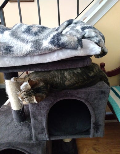 A playful young tabby cat is stretched out, squeezed in between two compartments of a fuzzy grey cat tower.  The bed compartment, with her favorite grey and white blankets, is above her.   Underneath her is a sleeping nook.