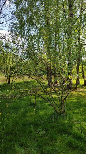 Photo of a big juicy green lawn near a pond. There are few bushes with almost naked branches and group of birch trees. There are also some dandelions. Sky is visible through tree branches and scene is well lit by sun.