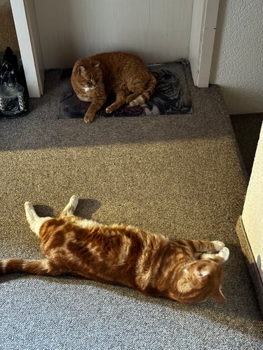 Snickers, red cat, lying by a door, Wotan, red and white cat, lying on the carpet on the opposite side