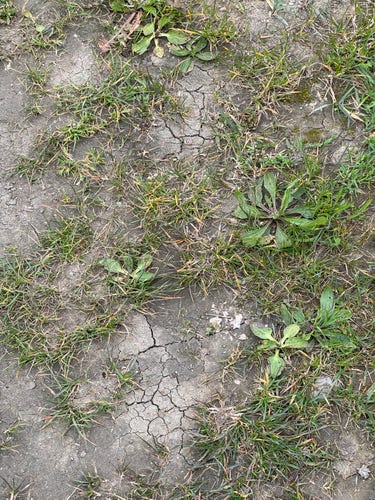 Wildes Grass und kleine Pflanzen auf einem Feldweg. Dazwischen nackter Boden. Der Boden zeigt Risse durch Austrocknung. Latent verödet das Land.