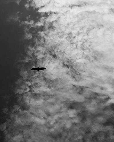 Black and white photo of a bird flying with clouds above