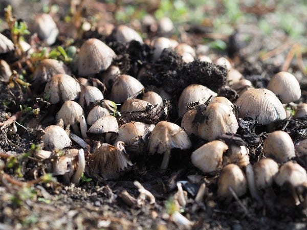 Many inky cap mushrooms pushing up through dirt. The shrooms are beige with black rings, bell-shaped and are strong enough to push up asphalt. They're edible but not with alcohol. To me they are absolute bosses.