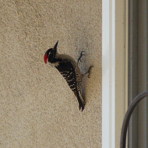 The same male Nuttall’s woodpecker sticks to the beige wall of my house like it’s velcro, thinking about how to deal with the nuthatch issue