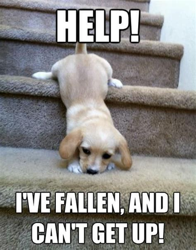 Tan puppy with his but on one step higher than his head - his nose in the carpeted stair. 
With the phrase "Help! I've fallen, and can't get up!"