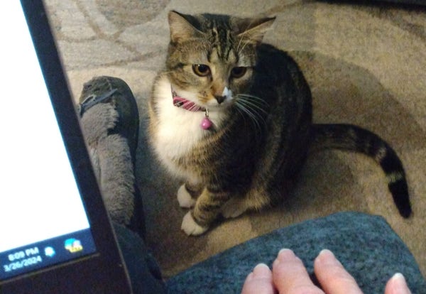 A young tabby cat is sitting upright on a carpet.  She is seated next to the slippered feet of a woman who is sitting on a blue rocker/recliner.  The woman has a laptop on her lap.  The cat is steadily watching the movement of the woman's fingers as they playfully move up and down on the rocker.