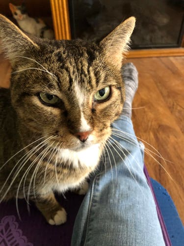A shorthaired brownish tabby cat with a white stripe between his green eyes and long white whiskers looking toward the camera. Little Guy is my deep thinker or it looks that way often. He had joined me on my yoga mat for some lovin yesterday. 