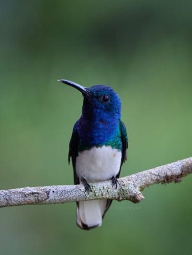 A White-necked Jacobin, with deep blue head, blue throat and white underparts, perched in front of smooth green background.