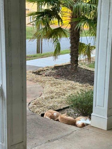 Three orange tabby cats are snuggled together, snoozing in a flower bed.  A windmill palm tree is in the background.  Wheat straw covers a freshly seeded area. 