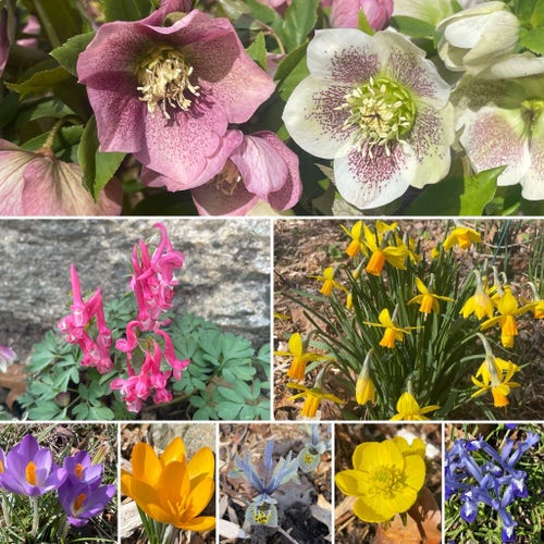 Collage of various spring flowers, including rose and white hellebores, pink Corydalis, yellow and orange daffodils, purple and orange crocuses, yellow Winter Aconites, and blue irises.