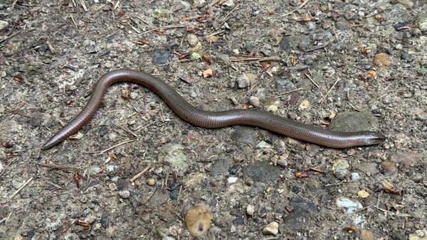 A slow worm lying and resting on the hiking path.