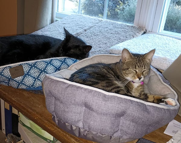 A big black cat and a smaller, younger tabby cat are lying in their beds nest to one another fast asleep.  Their beds are on top of a bookcase by a window.